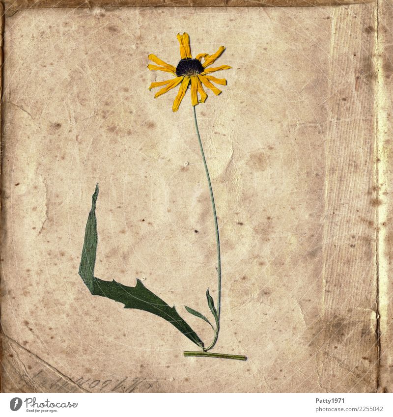 pressed flowers on old paper Paper Piece of paper Characters Old Esthetic Natural Retro Dry Brown Yellow Green Happiness Contentment Serene Calm Longing Nature