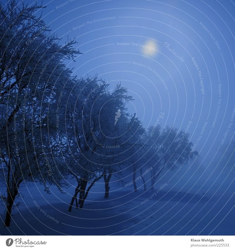 Frosty December night. The moon shines on fruit trees standing in the high snow and disappearing in the ice fog. Sky Moon Winter Climate Fog Snow Blue Romance
