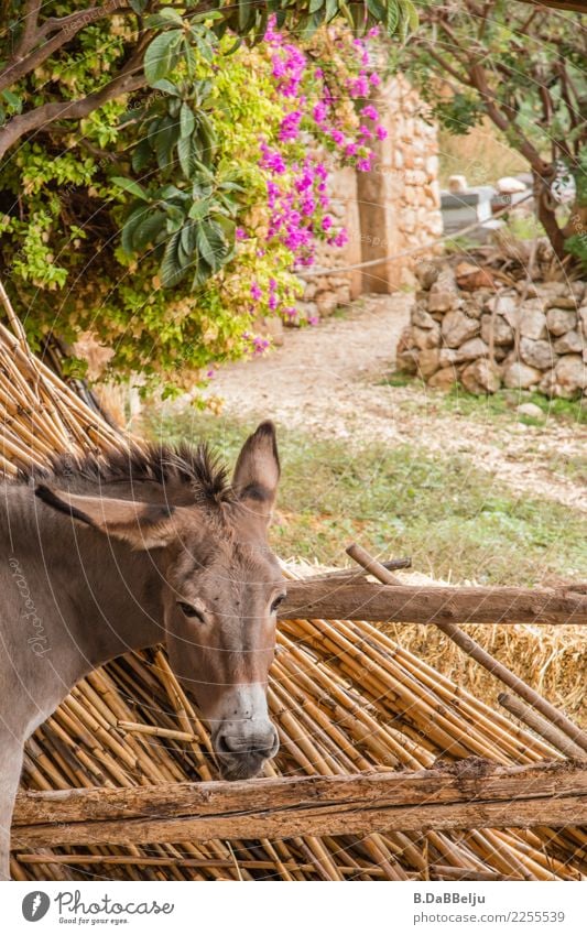 The donkey looks sleepy and bored and doesn't let himself be put off so quickly. Italy Deserted Exterior shot Keeping of animals Species-appropriate Farm