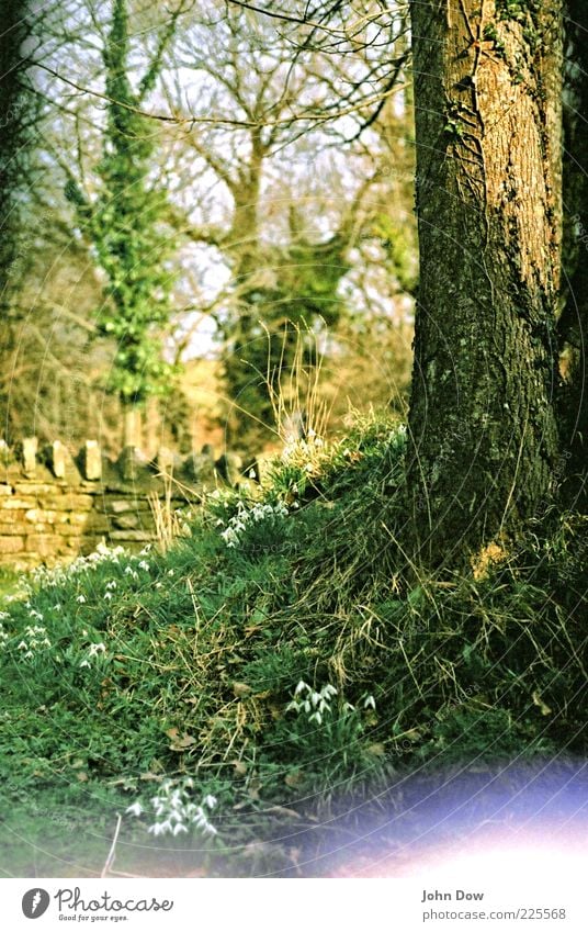 Bell alarm II Spring Beautiful weather Tree Flower Grass Bushes Moss Wall (barrier) Wall (building) Green Spring fever Esthetic Surrealism Analog England