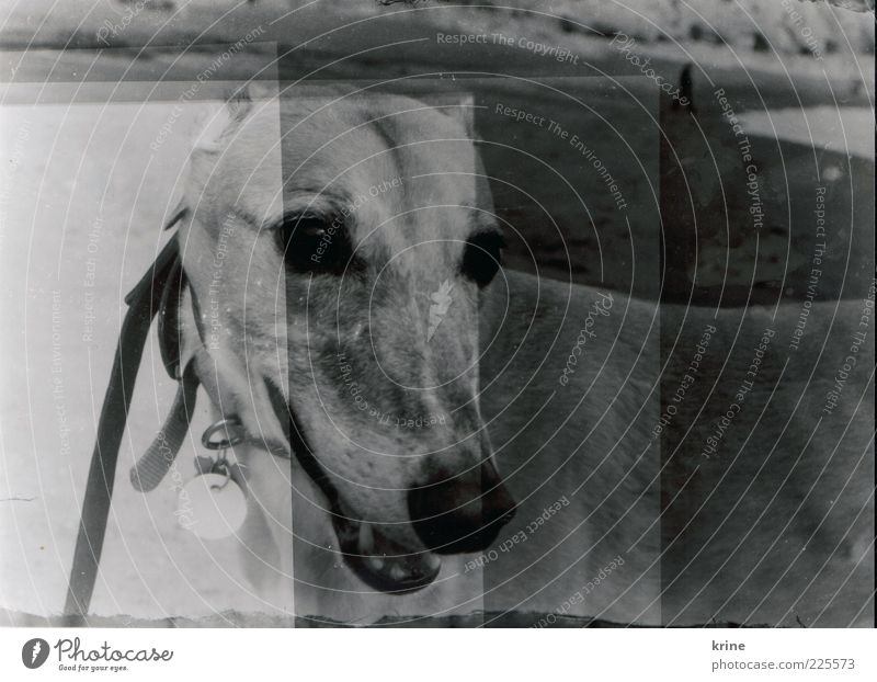 underdog Ocean Beach Pet Dog Animal face 1 Observe Wait Gray Esthetic Photographic technology Exposure Greyhound Black & white photo Exterior shot