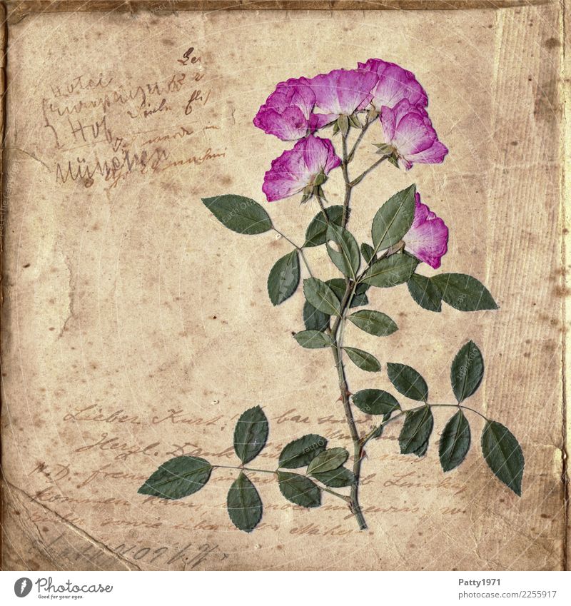 pressed roses on old paper Plant Flower Rose Paper Piece of paper Characters Old Esthetic Natural Retro Dry Brown Green Pink Contentment