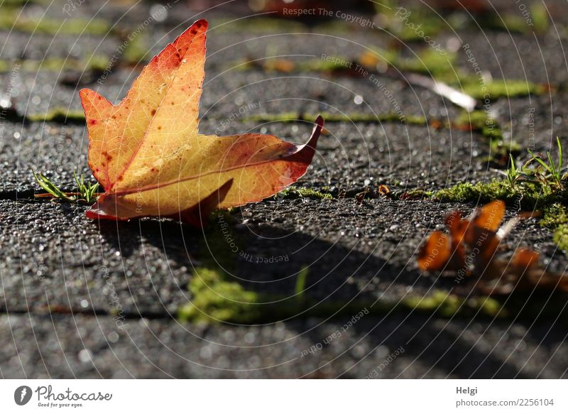 Light and shadow Environment Nature Plant Autumn Beautiful weather Grass Moss Leaf Maple leaf Lanes & trails Old Illuminate Lie Authentic Simple Uniqueness