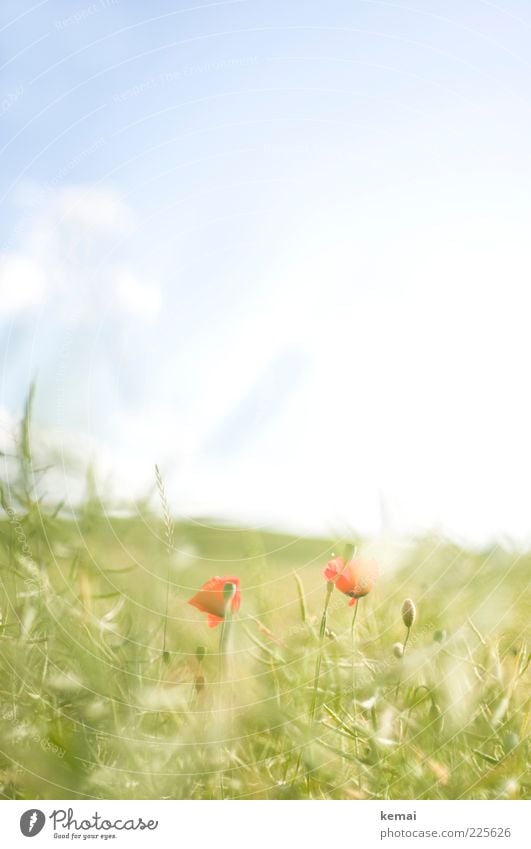 Gentle poppy blossom Environment Nature Plant Sky Sunlight Summer Beautiful weather Warmth Grass Leaf Blossom Wild plant Poppy Meadow Blossoming Growth Bright