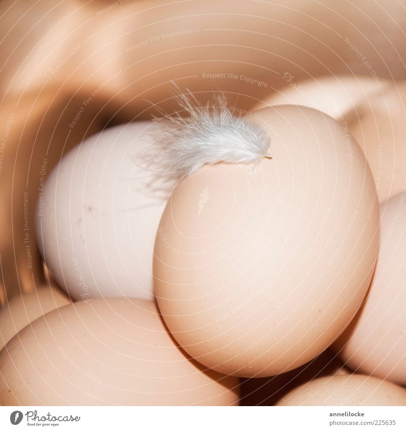 country bumpkin Food Egg Hen's egg Nutrition Organic produce Feather Delicious Soft Brown Hope Surprise Growth Spring Delicate Many Colour photo Subdued colour