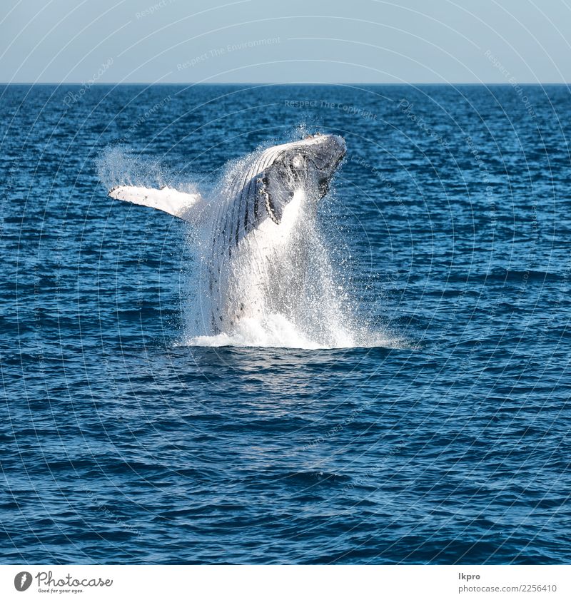 ocean like concept of freedom Beautiful Vacation & Travel Freedom Ocean Island Environment Nature Animal 1 Observe Jump Large Natural Wild Blue White Whale