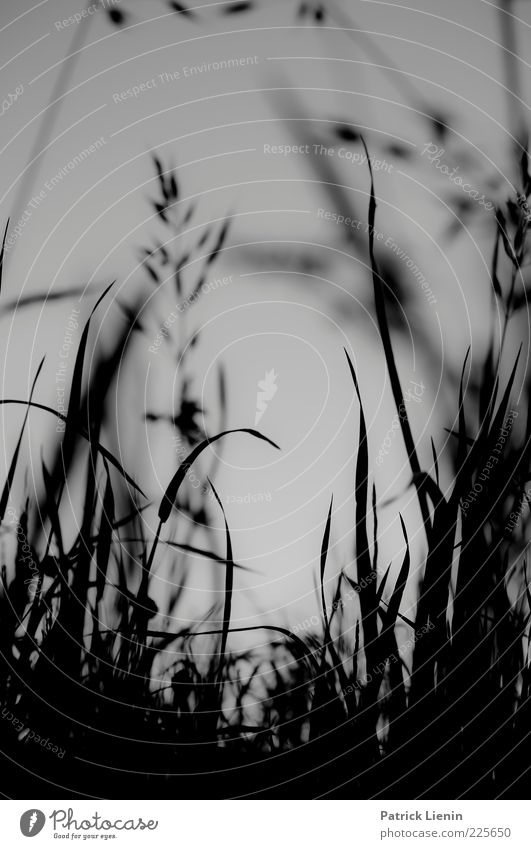 evening light Environment Nature Landscape Plant Summer Grass Meadow Breathe Crouch Esthetic Tall Beautiful Ground Black & white photo Close-up Detail Deserted
