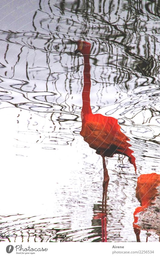 waterfowl perspective Animal Water Ocean Bog Marsh Pond Surface of water Water reflection Bird Flamingo Zoo 2 Stand Exceptional Thin Elegant Exotic Tall Long