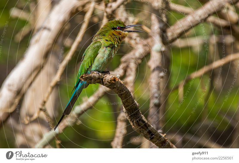 Green Bee Eater Vacation & Travel Tourism Trip Adventure Far-off places Safari Expedition Environment Nature Sunlight Beautiful weather Tree Branch Forest