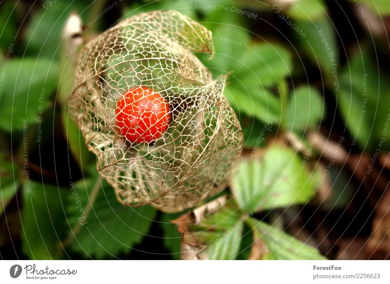 The lantern flower Environment Nature Plant Autumn Beautiful weather Leaf Foliage plant Garden Round Green Orange Red Physalis Chinese lantern flower Reticular