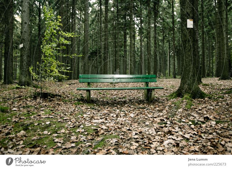wait and see Environment Nature Autumn Forest Brown Green Loneliness Bench Leaf Moss Break Colour photo Exterior shot Deserted Day Central perspective