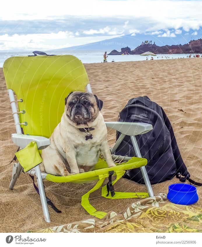 Brutus the Pug Enjoys the Beach Lifestyle Joy Contentment Ocean Island Animal Sand Water Spring Summer Coast Pet Dog Animal face 1 Bowl Beach chair Observe Sit