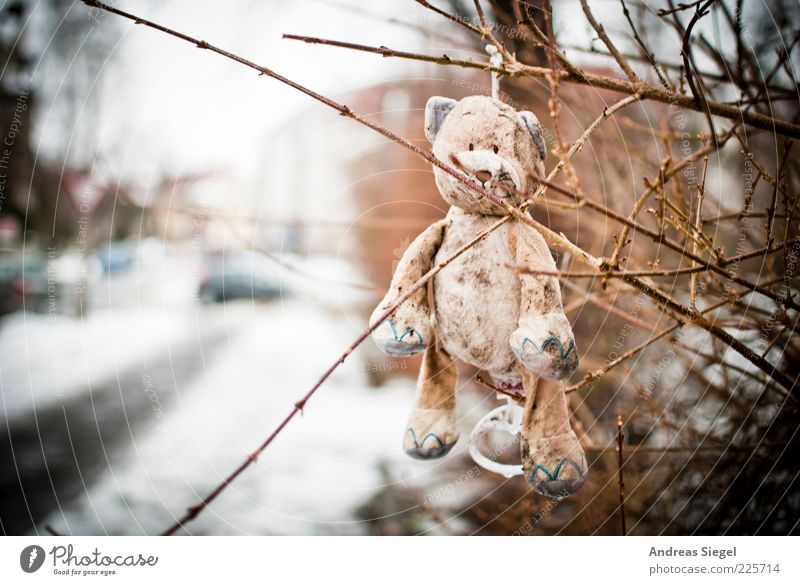 keep smiling Teddy bear Nature Winter Snow Bushes Street Toys Cuddly toy Hang Sadness Exceptional Dirty Happiness Broken Gloomy Doomed Colour photo