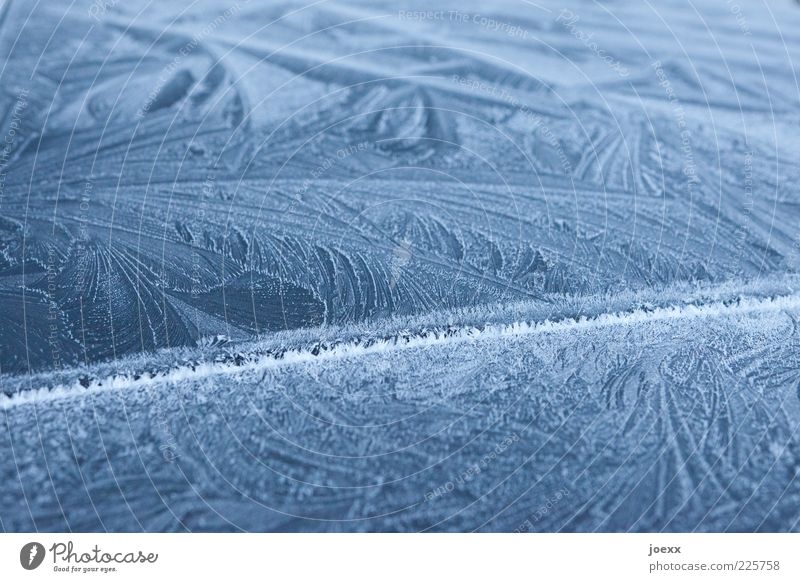 blossomed Winter Ice Frost Cold Frostwork Crystal structure Background picture Colour photo Exterior shot Pattern Structures and shapes Day