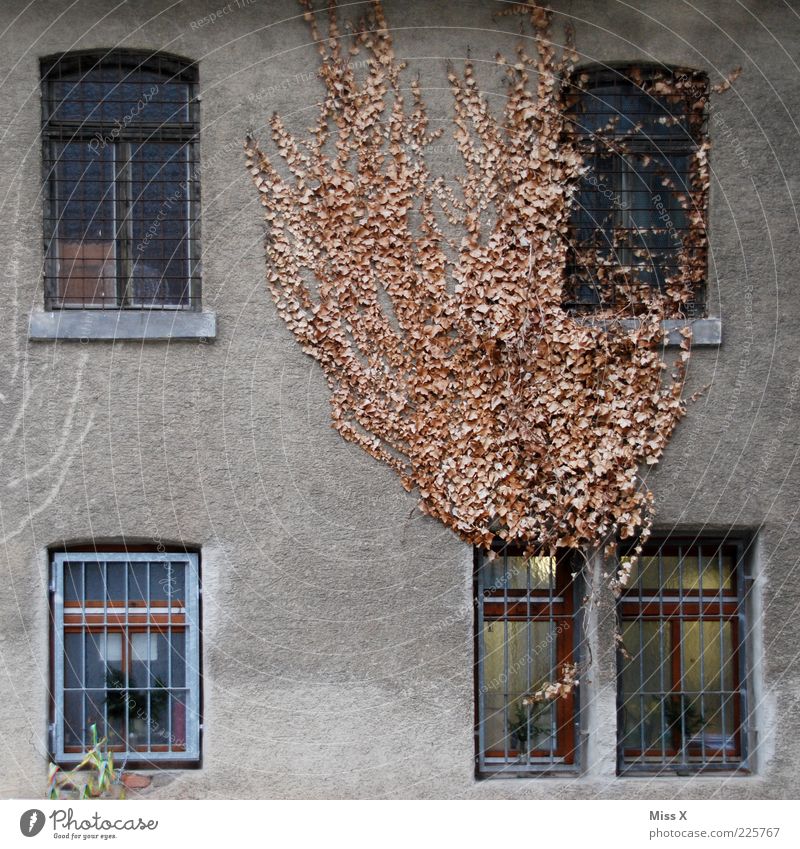 holiday domicile House (Residential Structure) Autumn Winter Plant Ivy Leaf Wall (barrier) Wall (building) Facade Window To dry up Growth Old Dirty Dark Gloomy