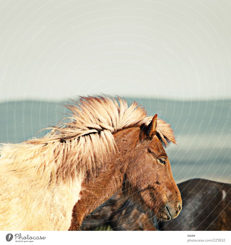 doze Animal Sky Wind Farm animal Wild animal Horse Animal face 1 Stand Wait Esthetic Natural Moody Mane Iceland Pony Doze Rest Nostrils Pelt Profile Speckled