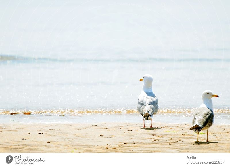 twosome Environment Nature Landscape Sand Water Waves Coast Beach Animal Bird Seagull Silvery gull 2 Pair of animals Looking Stand Together Bright Natural Blue