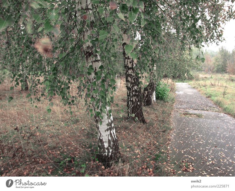 Old street Environment Nature Landscape Plant Horizon Autumn Climate Weather Wind Gale Tree Grass Bushes Leaf Foliage plant Wild plant Birch tree Meadow Forest