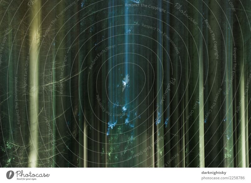 Abstract forest with light tracks Environment Nature Landscape Plant Elements Summer Tree Coniferous forest Spruce forest Monoculture Forestry Black Forest