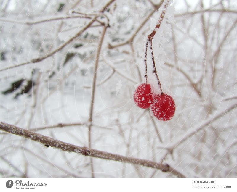 Red berries in winter dress Winter Ice Frost Snow Plant Tree Bushes Wild plant Cold Natural Beautiful Brown White Moody Environment Colour photo Exterior shot