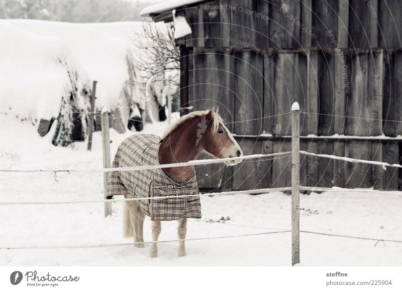 When horses are depressed, the earth is happy Winter Snow Horse 1 Animal Esthetic Beautiful Colour photo Subdued colour Exterior shot Animal portrait Bangs Mane