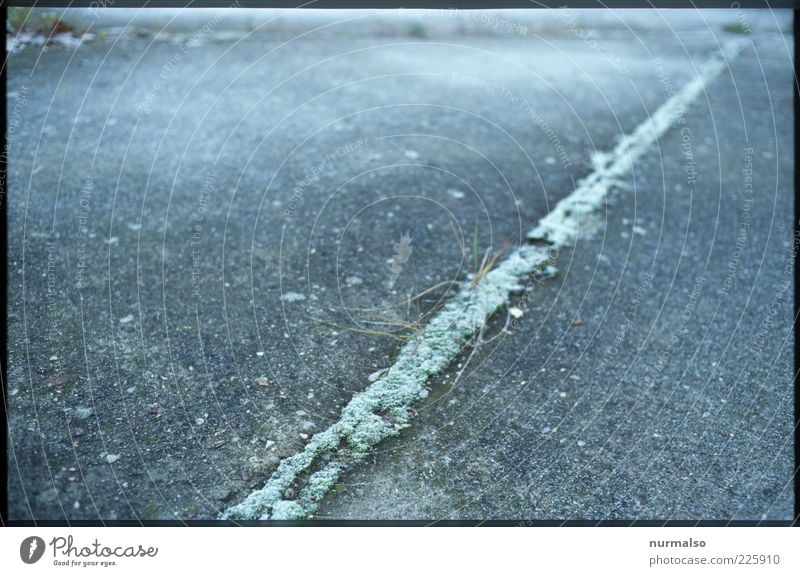 green line Environment Nature Winter Ice Frost Plant Grass Deserted Lanes & trails Sign Freeze Sharp-edged Gray Green Moody Surrealism Symmetry Moss Seam