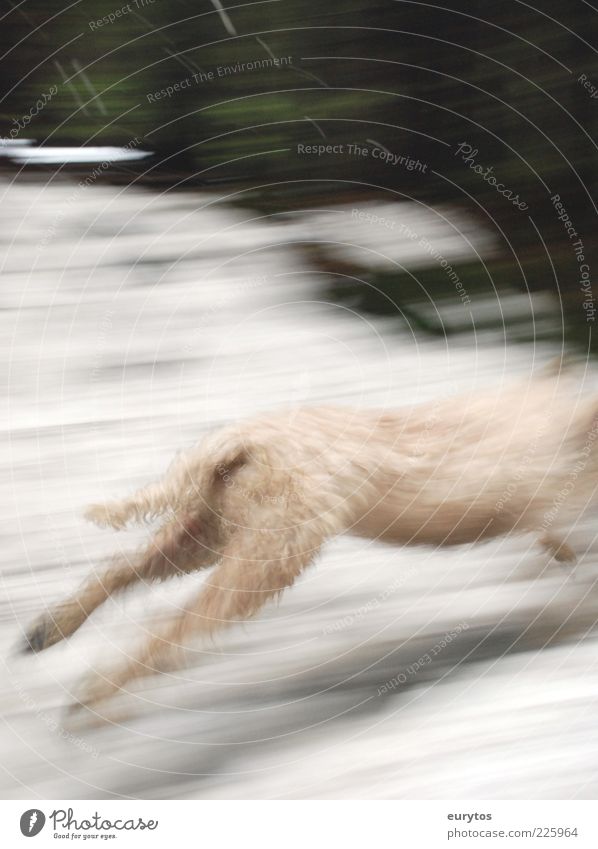 greyhound Animal Dog 1 White Running Dog racing Colour photo Exterior shot Day Blur Escape Motion blur Hind leg Tails Pelt Bright Headless