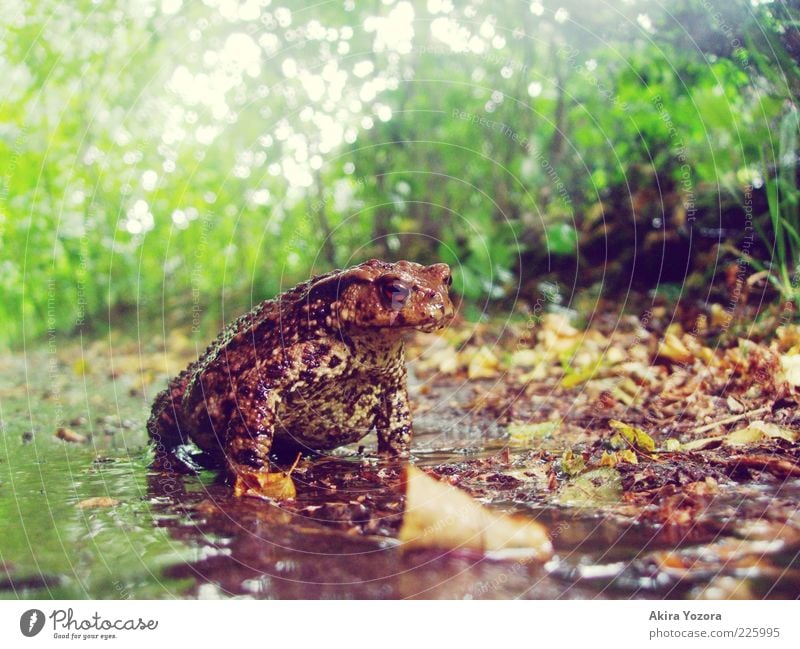 toad weather Nature Earth Plant Bushes Garden Animal Wild animal Painted frog Common toad Amphibian 1 Illuminate Looking Sit Wait Near Wet Natural Strong Brown