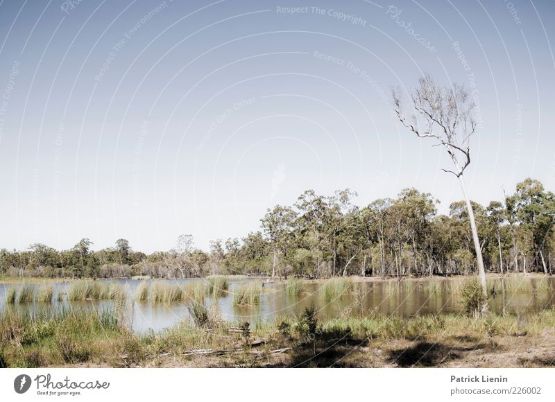 Down by the water Environment Nature Landscape Plant Elements Water Sky Cloudless sky Sunlight Summer Climate change Weather Beautiful weather Tree Grass Bushes