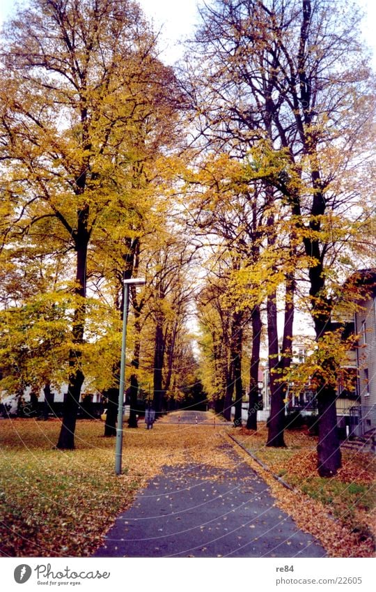 autumn roads Leaf Autumn Yellow Brown Avenue Cold Street Branch