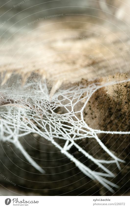 icy times Environment Nature Winter Climate Ice Frost Tree Garden Park Cold Brown White Frozen Spider's web Tree trunk Tree stump Loneliness Foraging