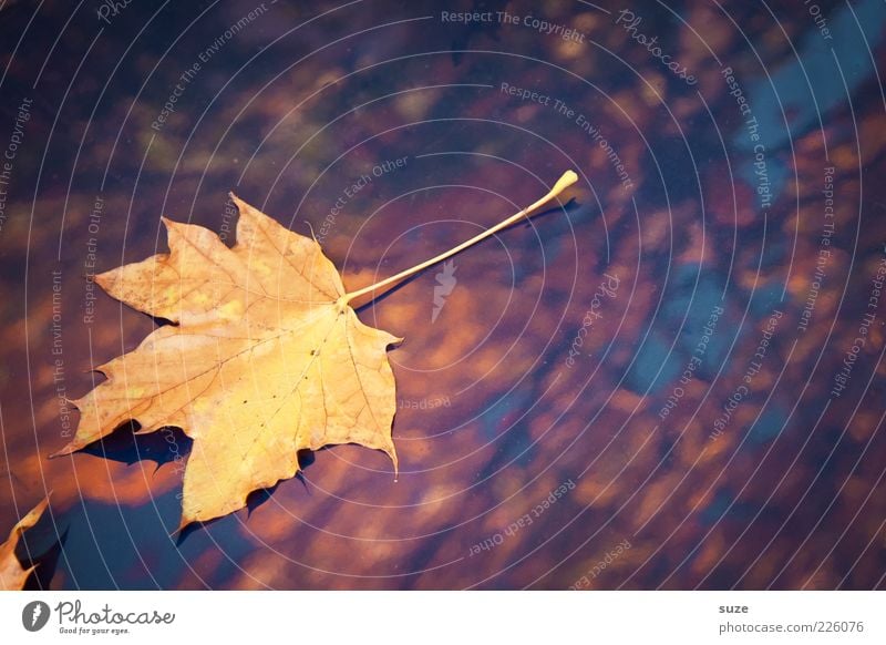 find Nature Plant Autumn Weather Leaf Glittering Esthetic Beautiful Yellow Autumn leaves Autumnal Seasons Colouring Early fall October November November mood