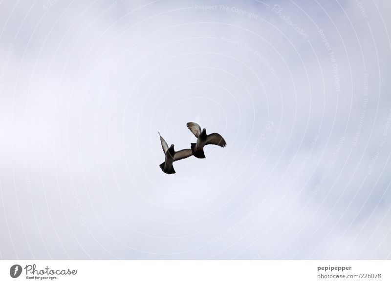 parallel flight Sky Wild animal Bird Wing 2 Animal Rutting season Flying Hunting Movement Nature Attachment Subdued colour Exterior shot Day Worm's-eye view
