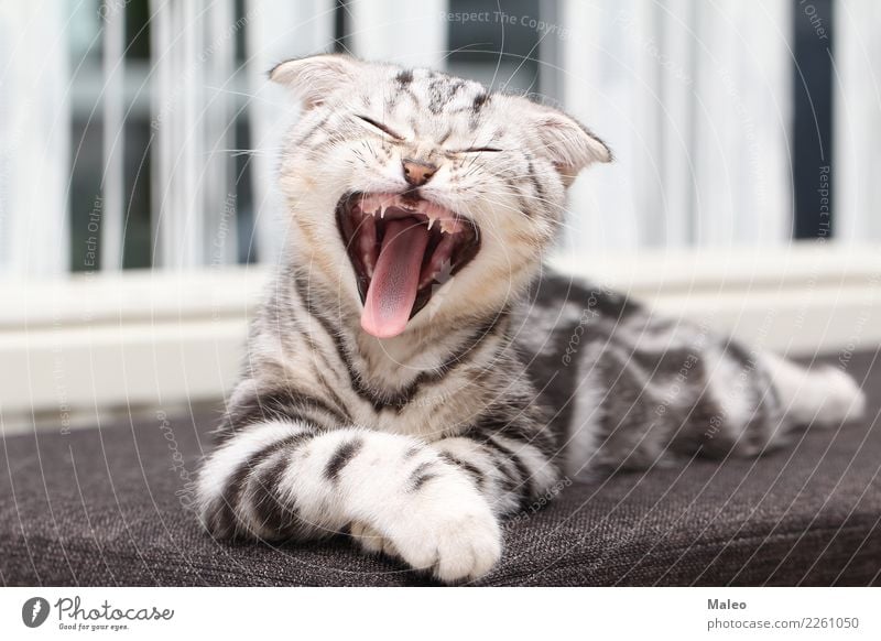 Angry Cat Stock Illustrations, Cliparts and Royalty Free Angry Cat