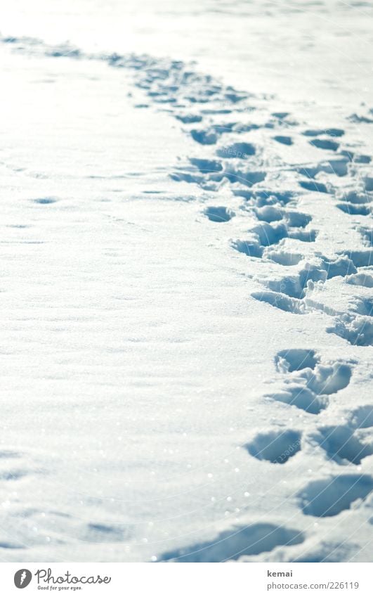 Many traces Environment Nature Sunlight Winter Beautiful weather Ice Frost Snow Bright Cold White Footprint Tracks Deep snow Colour photo Subdued colour