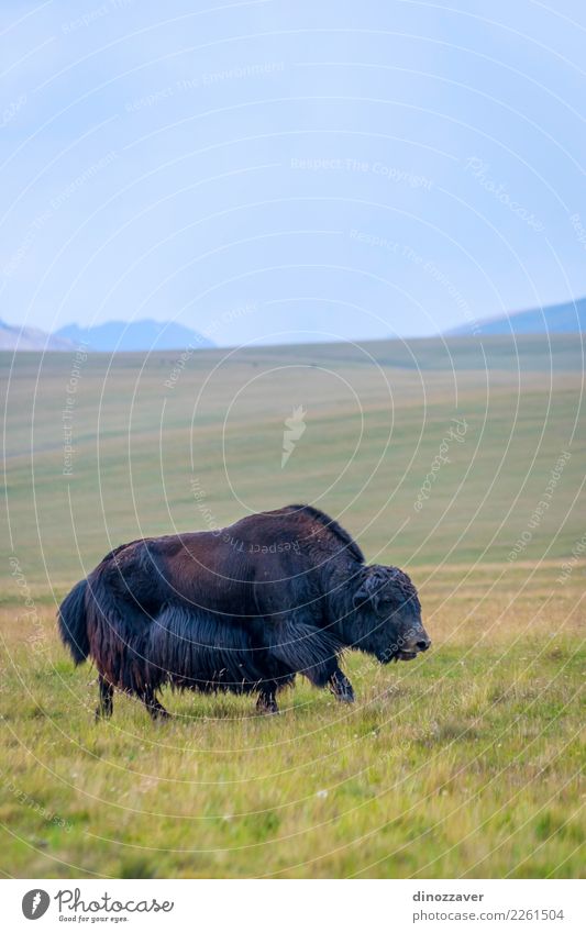 Black male yak in the meadow Vacation & Travel Snow Mountain Hiking Man Adults Culture Nature Landscape Animal Clouds Grass Meadow Fur coat Cow Wild Blue Brown