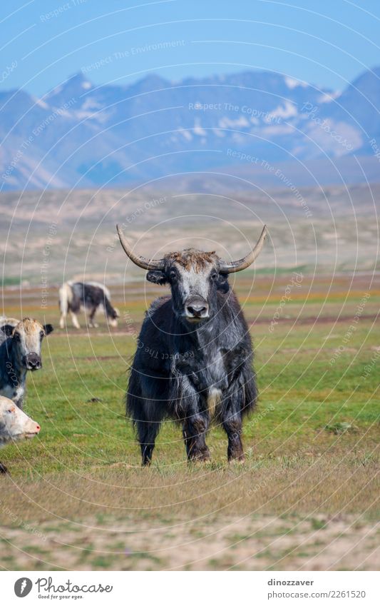 Male yak in the pasture, Kyrgyzstan Vacation & Travel Snow Mountain Hiking Man Adults Culture Nature Landscape Animal Clouds Grass Meadow Fur coat Cow Wild Blue