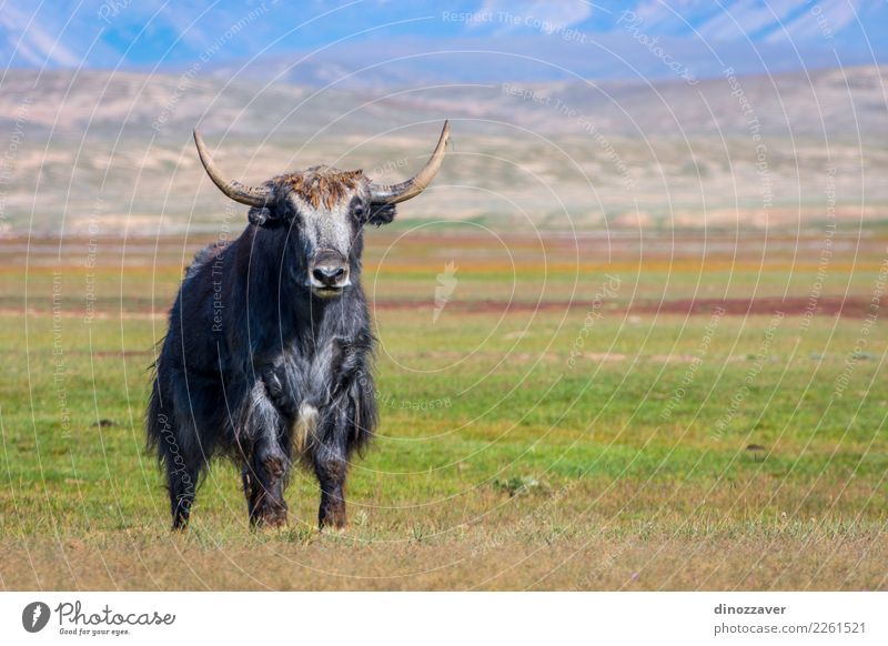 Male yak in the pasture, Kyrgyzstan Vacation & Travel Snow Mountain Hiking Culture Nature Landscape Animal Clouds Grass Meadow Fur coat Cow Wild Blue Brown