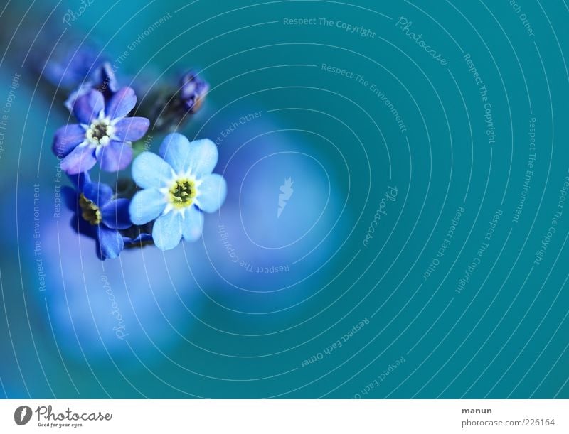 UNFORGETTABLE Nature Spring Plant Flower Blossom Forget-me-not Spring flower Fragrance Authentic Simple Beautiful Natural Blue Spring fever Colour photo