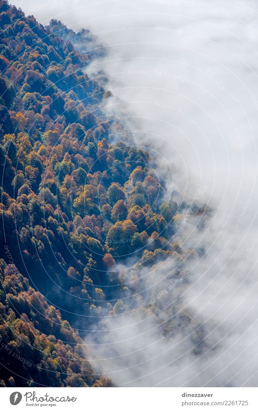 Autumn forest thru the clouds from above Beautiful Sun Mountain Environment Nature Landscape Plant Clouds Fog Tree Leaf Park Forest Bright Natural Wild Brown