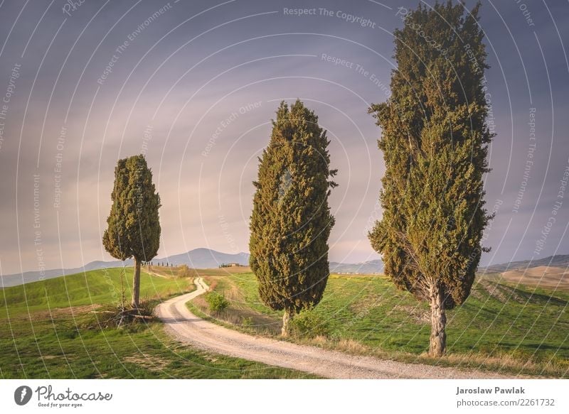 Tuscany trees between road Nature Landscape Plant Cloudless sky Clouds Sunrise Sunset Spring Weather Meadow Field Hill Adventure Relaxation Colour