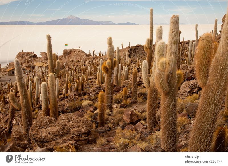 Cacti and salt lake Vacation & Travel Tourism Far-off places Freedom Expedition Island Mountain Environment Nature Landscape Plant Cactus Andes Desert Dry