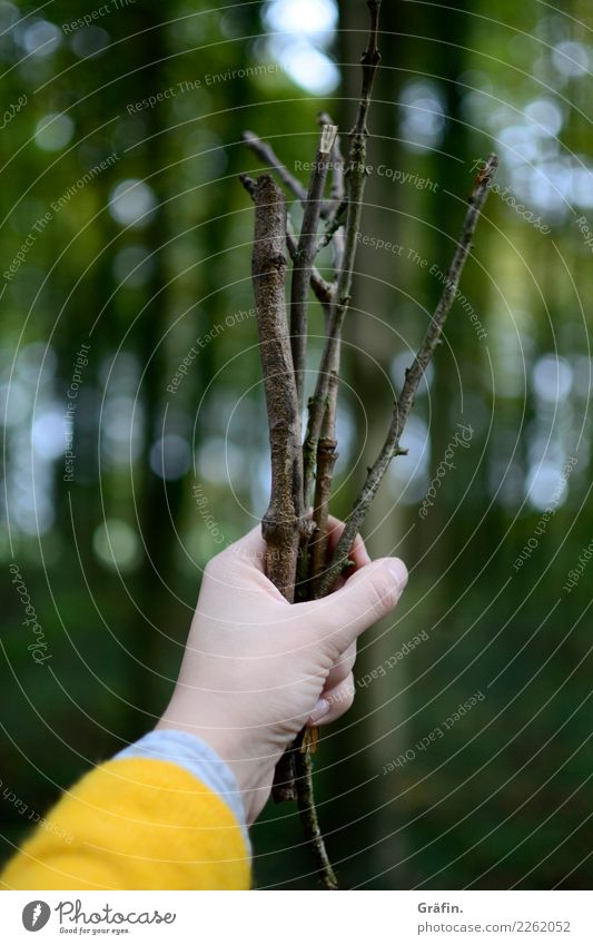 I picked you some sticks. Feminine Young woman Youth (Young adults) Arm Hand 1 Human being Environment Nature Landscape Autumn Tree Forest Stick Wood To hold on