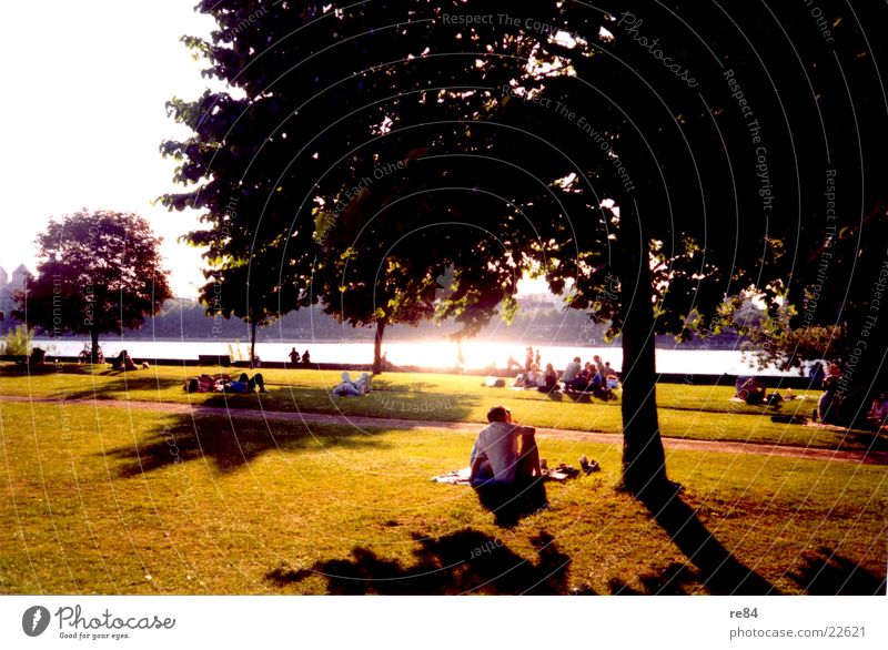 Rheinpark Köln - A sunny day Meadow Grass Tree Cologne Sun Green Black White Rhine Park Shadow