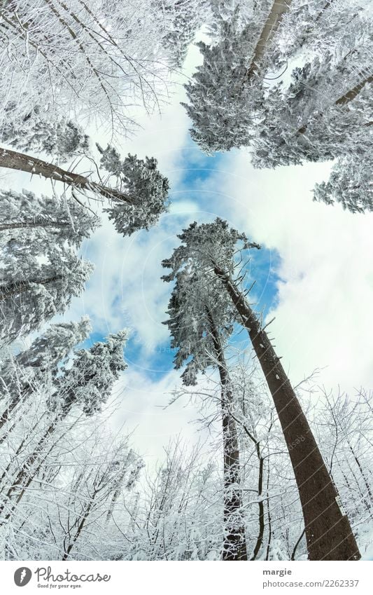 Tilt: Winter Trees Environment Nature Climate Beautiful weather Ice Frost Snow Snowfall Foliage plant Forest Blue White Coniferous trees Coniferous forest