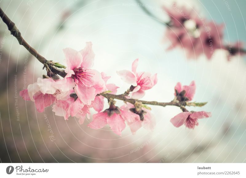 Almond blossom - Sakura Cherry Blossom Festival Nature Winter Almond tree Cherry blossom Cherry tree Wild Beginning Contentment Success Advancement Joy