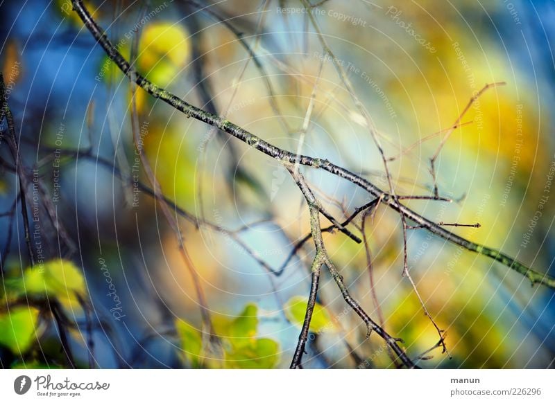 Colourful branches Nature Summer Autumn Tree Leaf Twigs and branches Deciduous tree Autumnal Illuminate Fantastic Natural Beautiful Blue Growth Colour photo