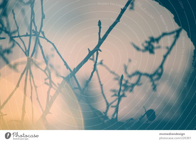 branches Elements Tree Moody Branch Sunset Reflection Deserted Detail Lens flare Colour photo Twilight Light Shadow Contrast Silhouette Blur