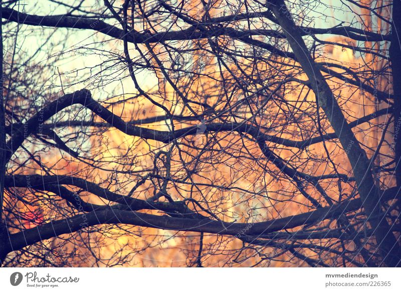 branch Tree Strong Branch Twigs and branches Branched Deserted Branchage Colour photo Exterior shot Evening Contrast Silhouette Blur