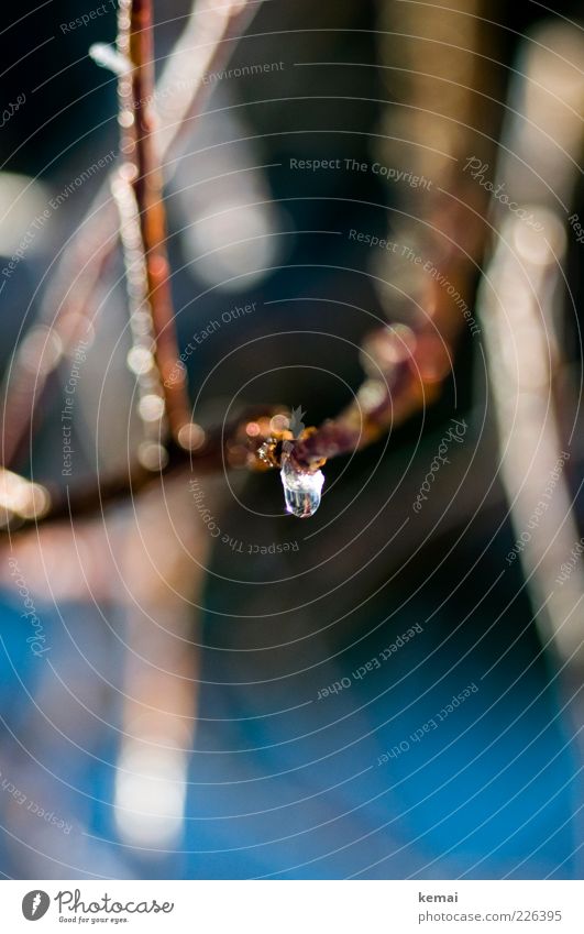 A drop of ice water Environment Nature Plant Drops of water Winter Ice Frost Bushes Foliage plant Twig Hang Cold Wet Climate Glittering Colour photo